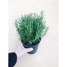 2 Large Rosemary/Rosmarinus Herb Plants in 1.5 Litre Pots