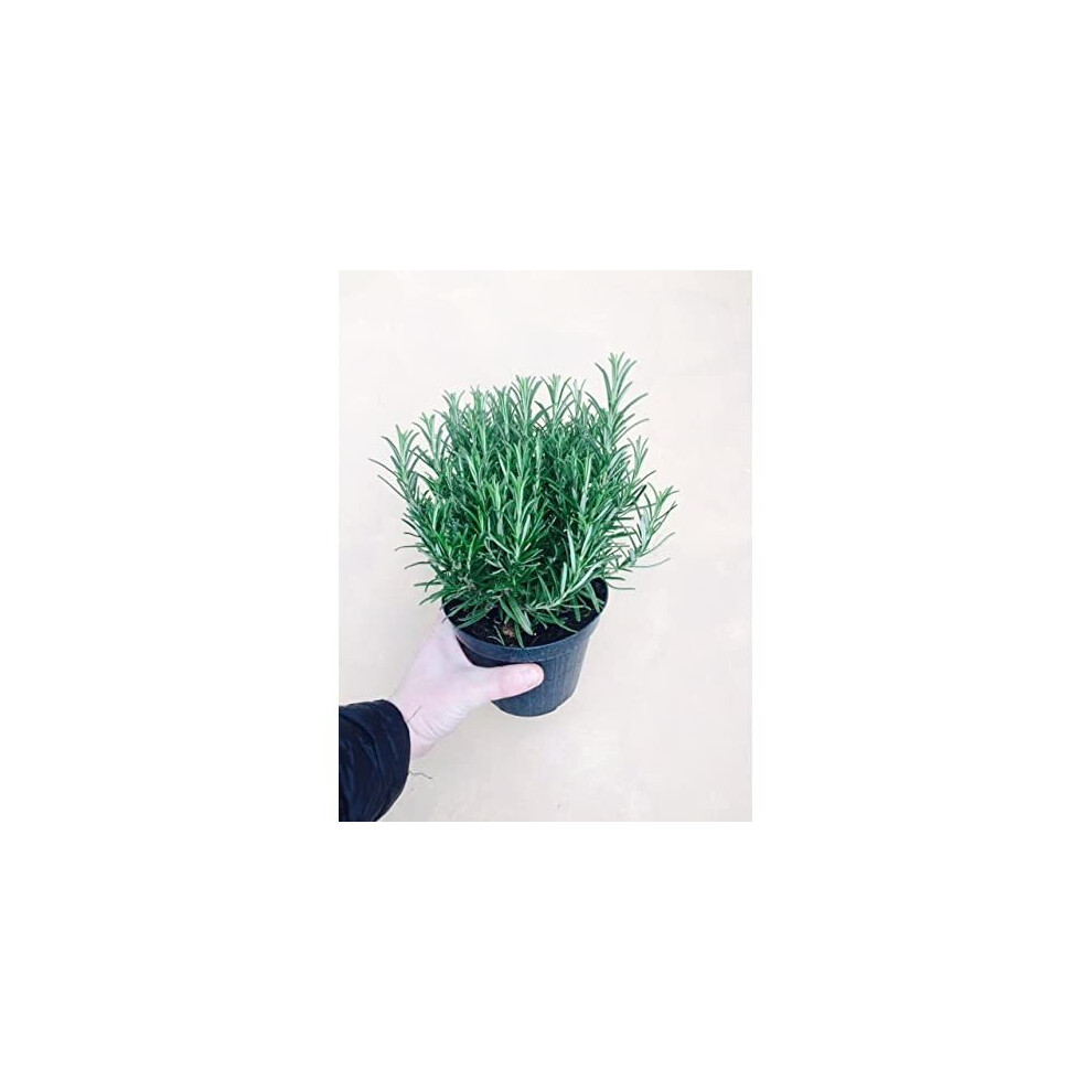 Carbeth Plants 2 Large Rosemary/Rosmarinus Herb Plants In 1.5 Litre Pots
