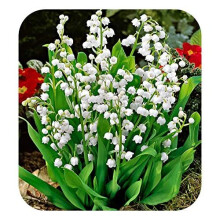 Convallaria Majalis 'Lily of The Valley' Jumbo Planting Pips x 15 by Plug Plants Express Limited