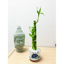 Easy Plants Arranged Lucky Bamboo Plant Grown in Soil with Porcelain Pot - Fish Pattern - Indoor Bonsai for Feng Shui