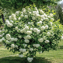 Viburnum Roseum Large Hardy Outdoors Potted Flowering Garden Shrubs Snowball Tree Flowers for The Border or Patio Pots, 2 x Viburnum Opulus Ro