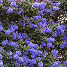 2 X Ceanothus 'Blue Diamond' Californian Lilac Evergreen Shrub - Great Hedging Plant