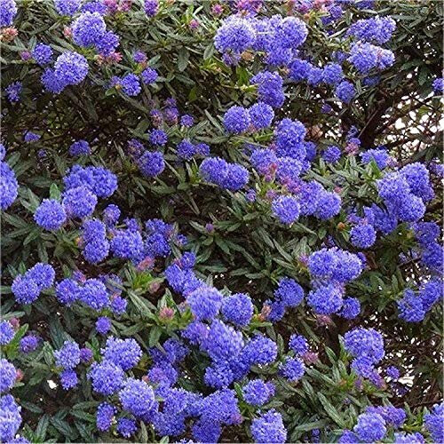 2 X Ceanothus 'Blue Diamond' Californian Lilac Evergreen Shrub - Great Hedging Plant