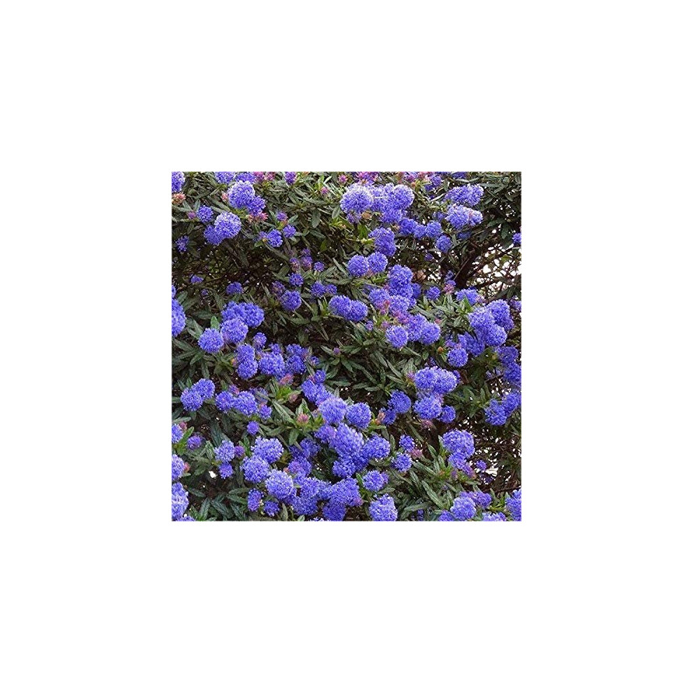 2 X Ceanothus 'Blue Diamond' Californian Lilac Evergreen Shrub - Great Hedging Plant