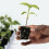 Root Riot Plugs 50 Cubes 714129 2