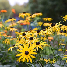 Black-Eyed Susan Rudbeckia Goldsturm Plant in Pots Coneflower Hardy Perennial Flowering Garden Plants Bee and Butterfly Pollinator Plants Rudbeck