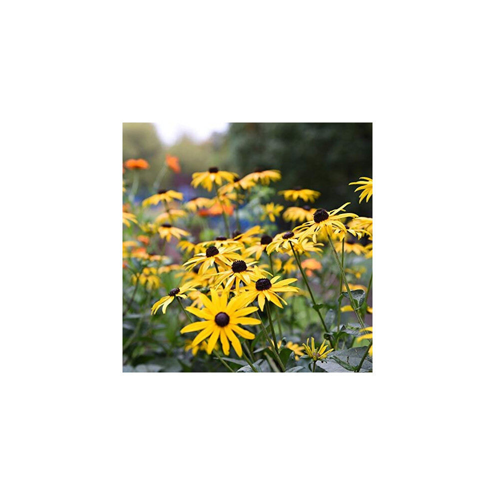 Thompson & Morgan -Eyed Susan Rudbeckia Goldsturm Plant In Pots Coneflower Hardy Perennial Flowering Garden Plants Bee And Butterfly Pollinator Plants Rudbeck Black