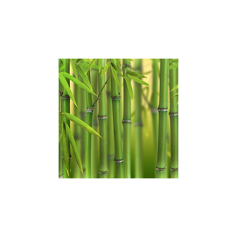 Yougarden Green Bamboo Plant 2L Pot - Image 6