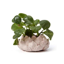 SEINHIJO Ceramic Pot Planter Flower Pot Indoor Cacuts Succulent Decor Gifts Pink 15cm