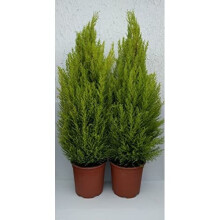 Cupressus Macrocarpa - Goldcrest - Lemon Scented Conifer Set of 4 x Approx. 40cm Tall (Live Plants)