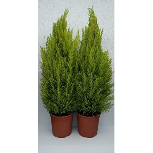 Cupressus Macrocarpa - Goldcrest - Lemon Scented Conifer Set of 4 x ...