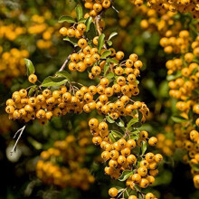 Potted Hardy Plant Pyracantha, Hardy Evergreen Shrub Firethorn with Yellow Autumn Berries for Gardens & Outdoors, 2 x Pyracantha Red Column Plant