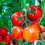 Doff Doff 3L Tomato Pour and Feed 4