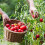 Doff Doff 3L Tomato Pour and Feed 5
