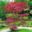 Japanese Acer palmatum Atropurpurea - 1 tree 1