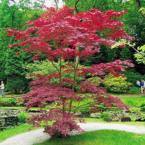 Japanese Acer palmatum Atropurpurea - 1 tree