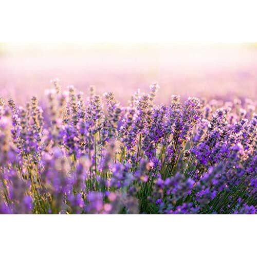 Lavender Organic Compost, Soil Ready to USE in POTS, Baskets