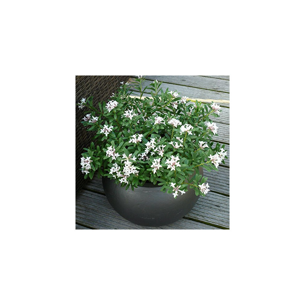 You Garden Limited Daphne Hardy Plant, White