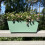 Selections Sage Green Balcony Hanging Planters (Set of 2) 9