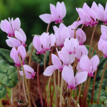 CYCLAMEN hederifolium by SeedsPlantsBulbs