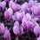 CYCLAMEN hederifolium by SeedsPlantsBulbs 2