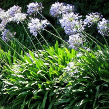 AGAPANTHUS Enigma. Lily of the NIle.
