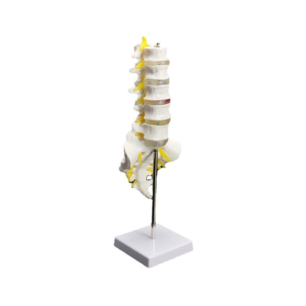 12''Life Size Chiropractic Human Anatomical Lumbar Vertebral Spine Anatomy Model