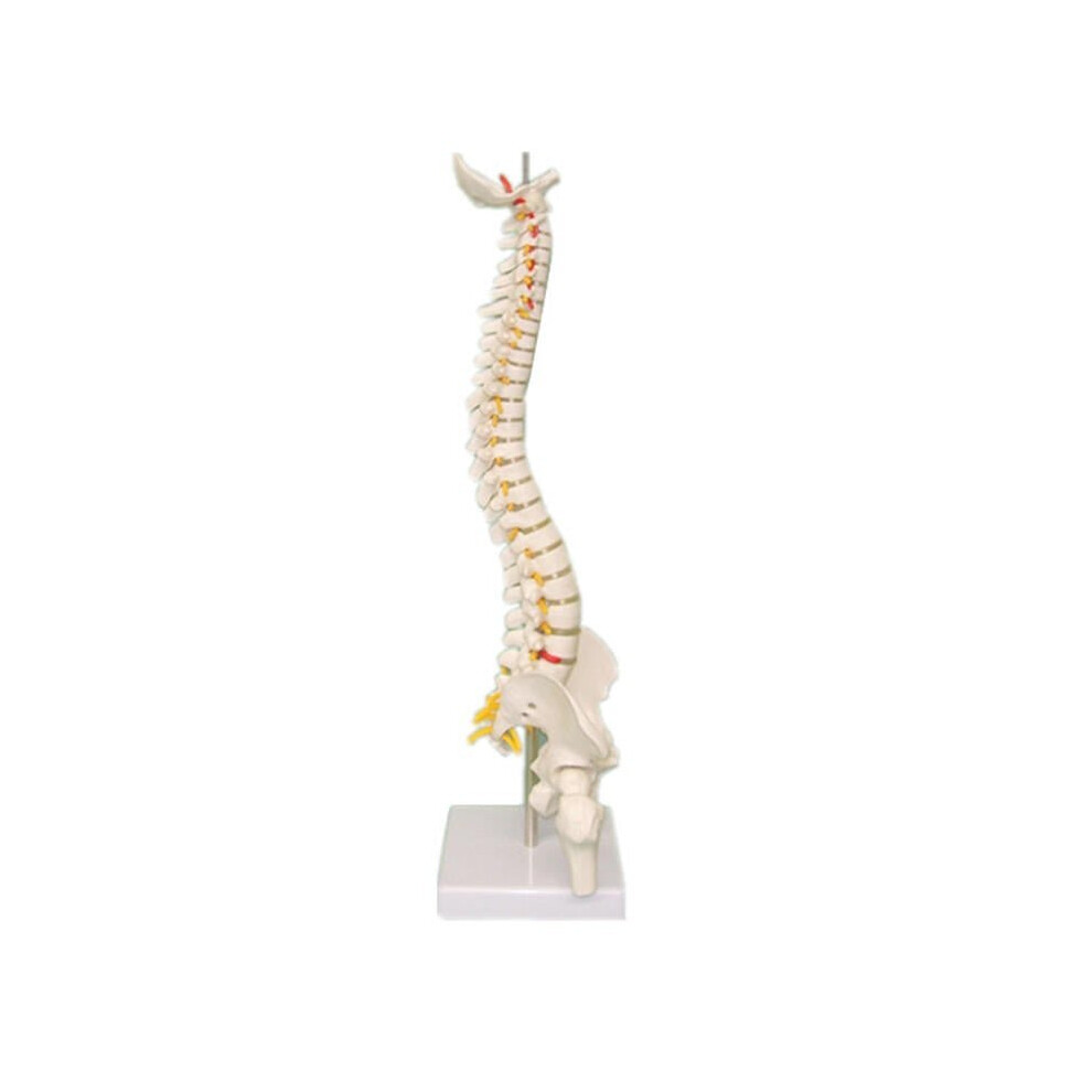 45CM Spine Model With Pelvis Femur Heads 1/2 Life Lab Equipment Detailed Toys