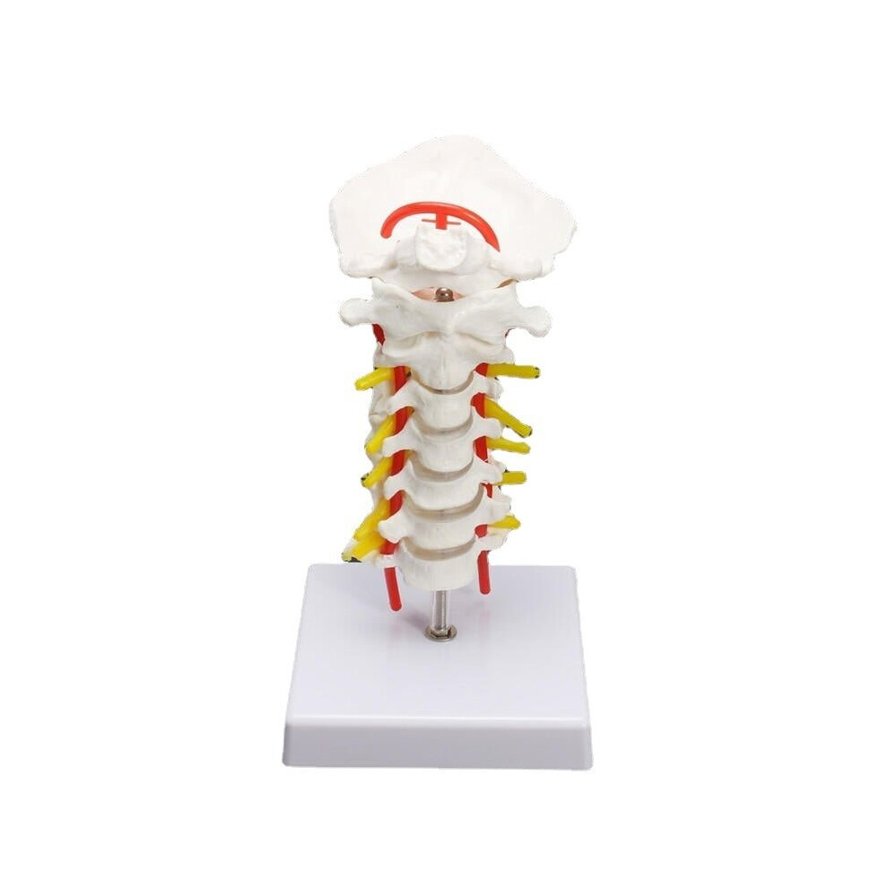 7'' Life Size Chiropractic Human Anatomical Cervical Vertebral Spine Model