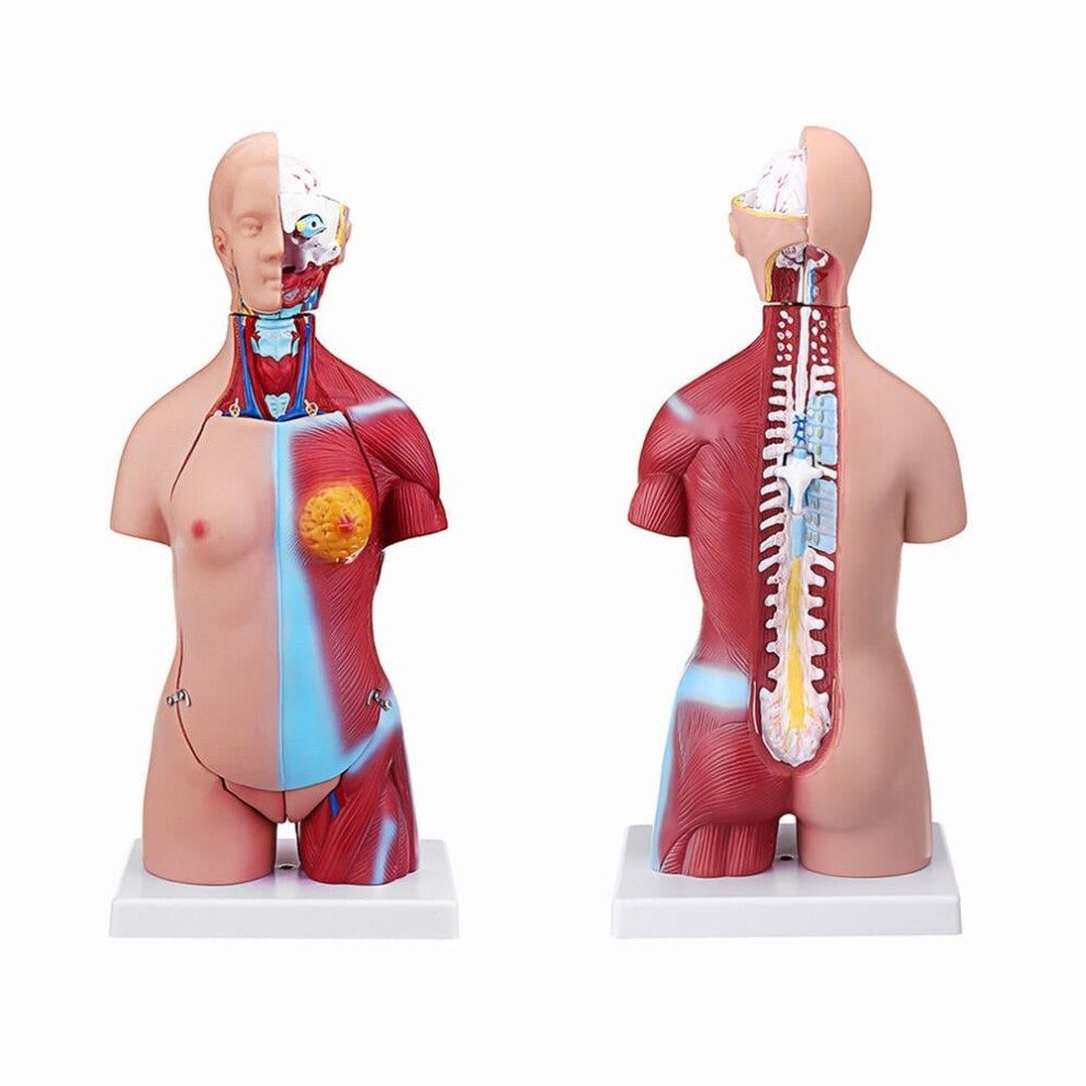 55cm Human Anatomy Unisex Torso Assembly Visceral Anatomical Model