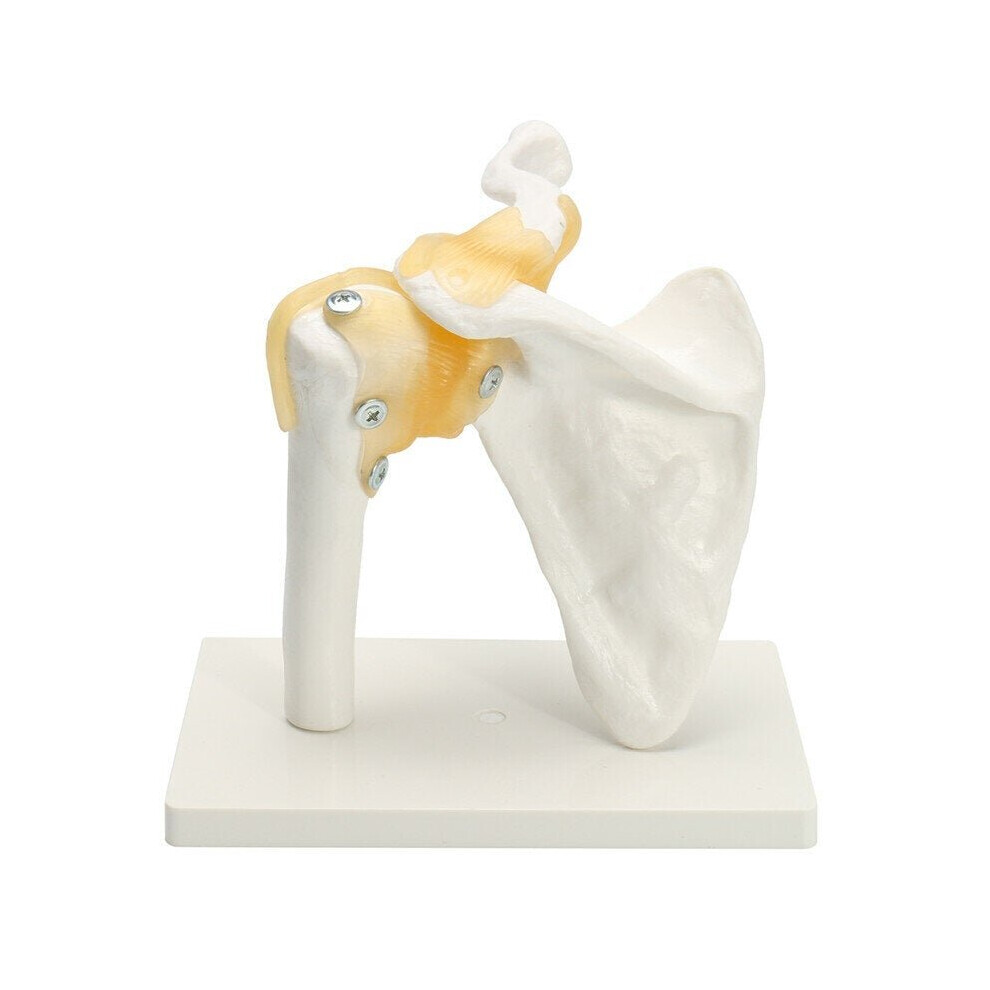 Anatomical Functional Human Shoulder Joint Teaching Model