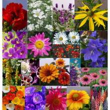 10 HARDY PERENNIAL/BIENNIAL YOUNG PLANTS COLLECTION