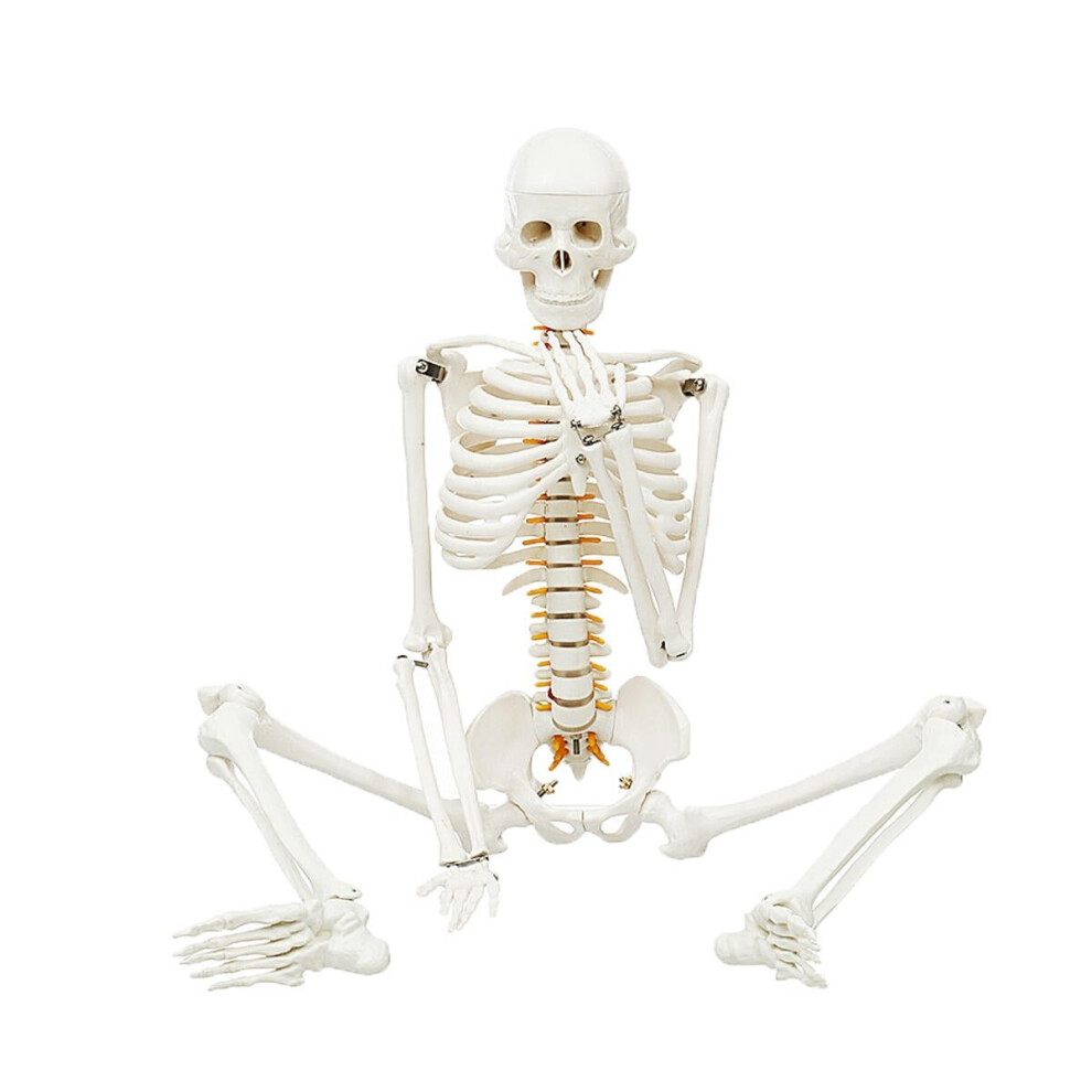 85cm Lifesize Detachable Human Skeleton Bone Model Removable Arms Legs w Stand Anatomical Decorations