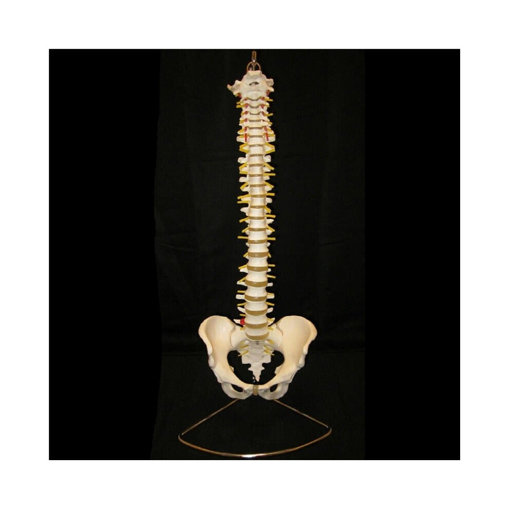 Professional Human Spine Model Flexible Medical Anatomical Spine Model