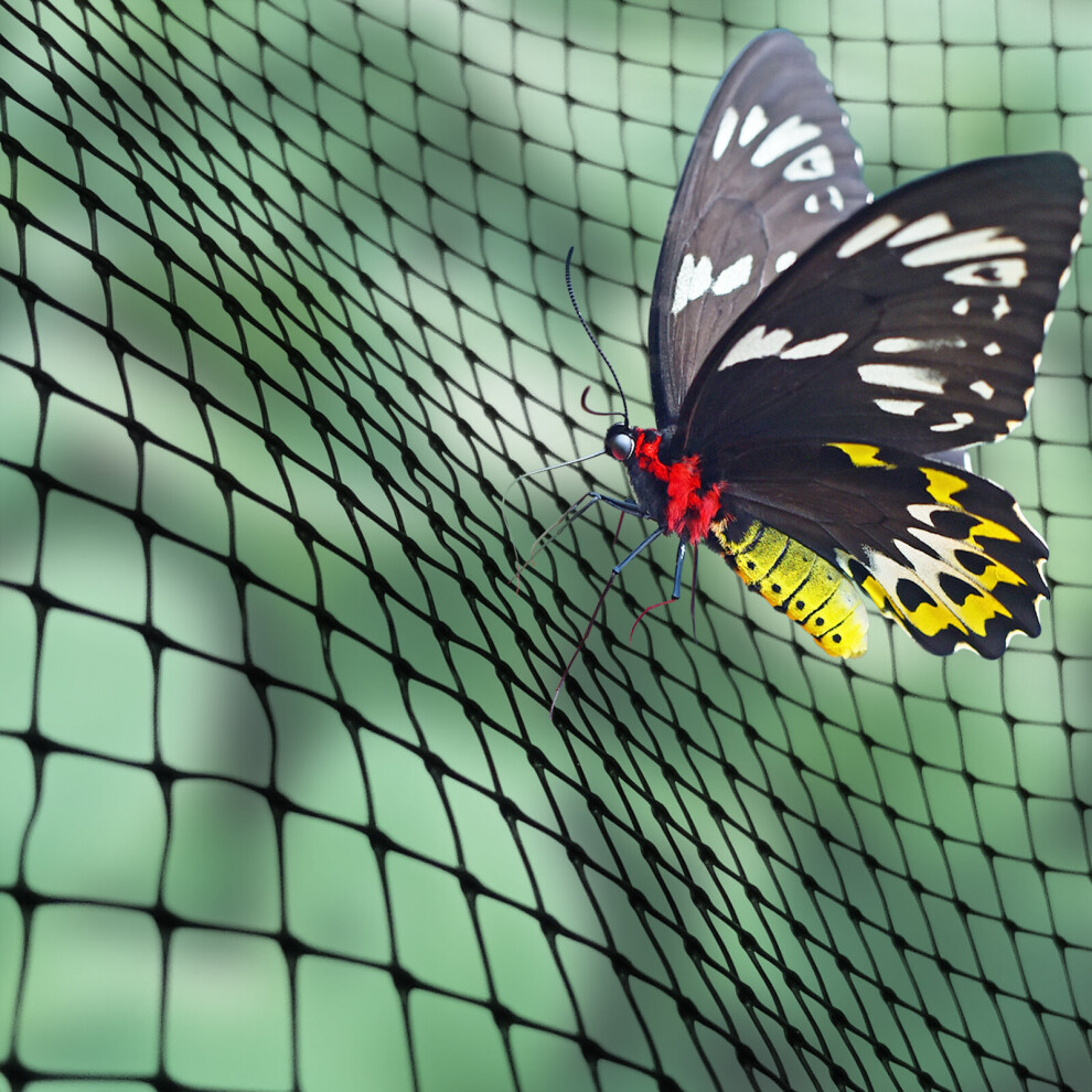 (2m, 1) Butterfly / Insect Fruit Cage Plastic Netting | Plant Protection Cover | 2m & 4m
