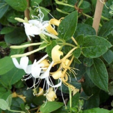 1X 3-4FT EVERGREEN HONEYSUCKLE LONICERA HALLIANA - FRAGRANT CLIMBING PLANT 3L