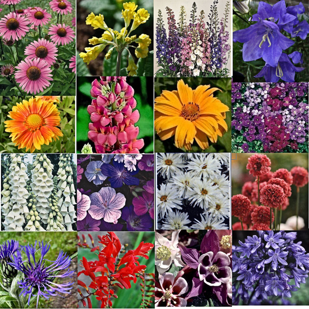 12 COTTAGE GARDEN PERENNIAL/BIENNIAL LABELLED PLUG PLANTS