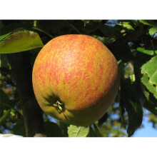 Cox's Orange Pippin Apple Dwarf Patio Fruit Tree 3-4ft Supplied in a 5 Litre Pot