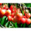 Dwarf Patio Napolean Cherry Fruit Tree 3-4ft Supplied in a 5 Litre Pot 1