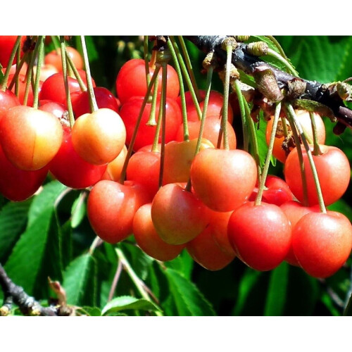 Dwarf Patio Napolean Cherry Fruit Tree 3-4ft Supplied in a 5 Litre Pot