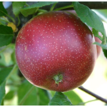 Malus Summerred Apple Dwarf Patio Fruit Tree 3-4ft Supplied in a 5 Litre Pot