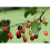 Dwarf Patio Morello Cherry Fruit Tree 3-4ft Supplied in a 5 Litre Pot 1
