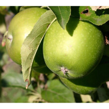 Dwarf Patio Granny Smith Apple Fruit Tree 3-4ft Supplied in a 5 Litre Pot