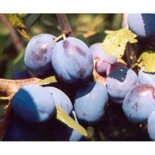 Prunus Damson Merryweather Plum Fruit Tree 5-6ft Supplied in a 7.5 Litre Pot