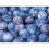 Prunus Czar Plum Fruit Tree 5-6ft Supplied in a 7.5 Litre Pot 1