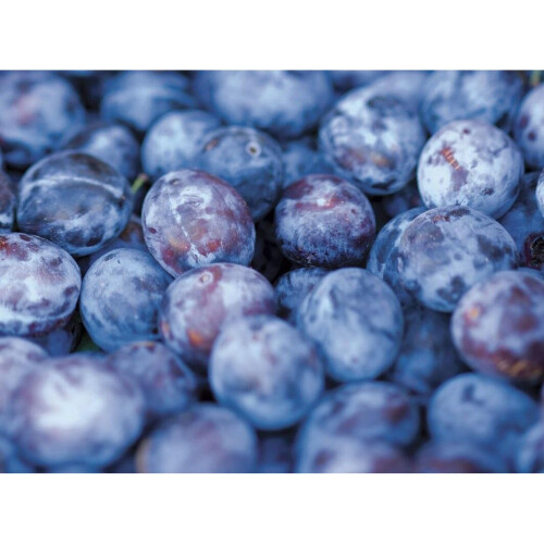 Prunus Czar Plum Fruit Tree 5-6ft Supplied in a 7.5 Litre Pot