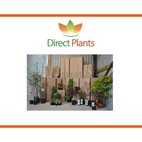 Prunus Czar Plum Fruit Tree 5-6ft Supplied in a 7.5 Litre Pot 1