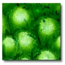 Sax True Flow Lead-Free Non-Toxic Crystal Magic Glaze, 1 Pint, Spotted Kiwi