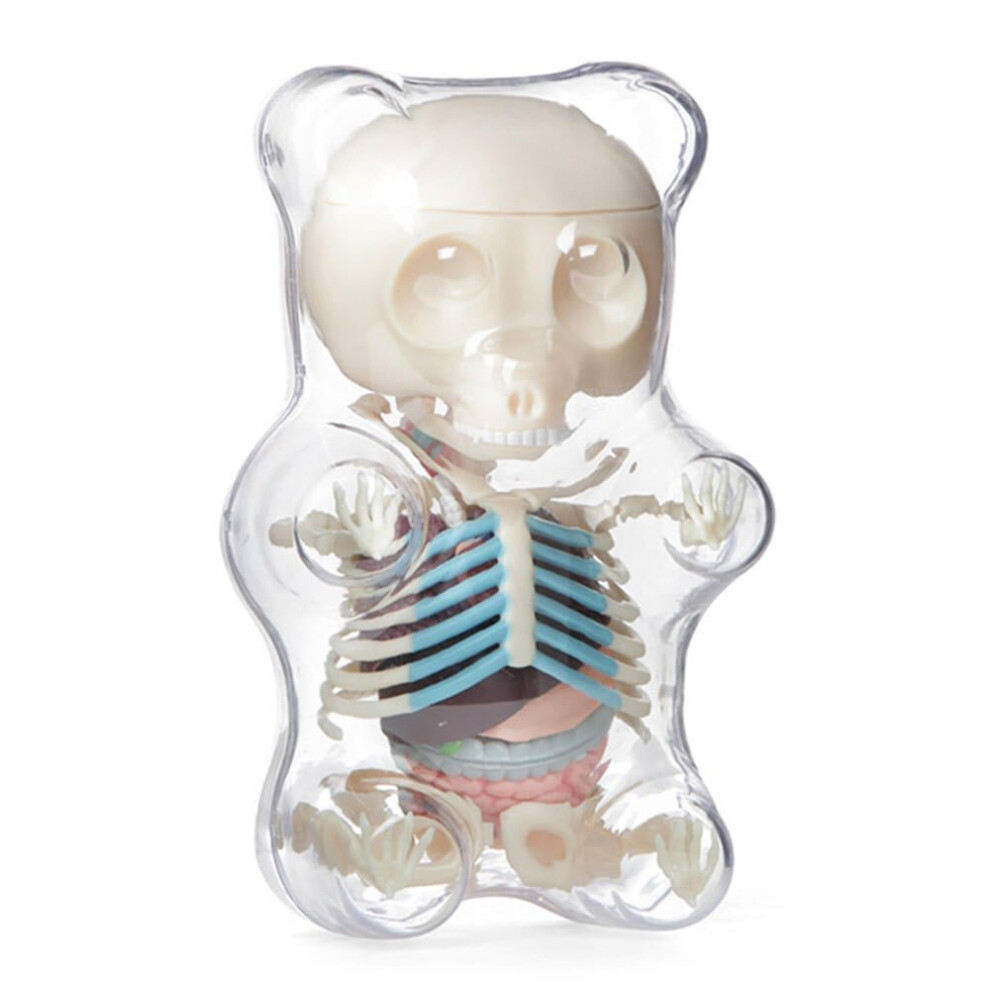 Anatomy Model Gummi Bear Skeleton Anime Assembly Action Figure Gifts Science Animal Model