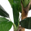Living And Home 150cm Artificial Banana Tree For Home Decor Artificial Bonsai Tree 4